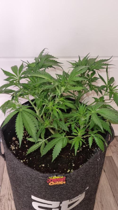 Lemon Cherry Cookies Automatic's. Week 6