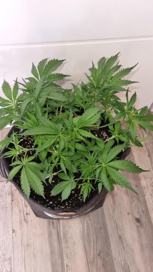Lemon Cherry Cookies Automatic's. Week 6