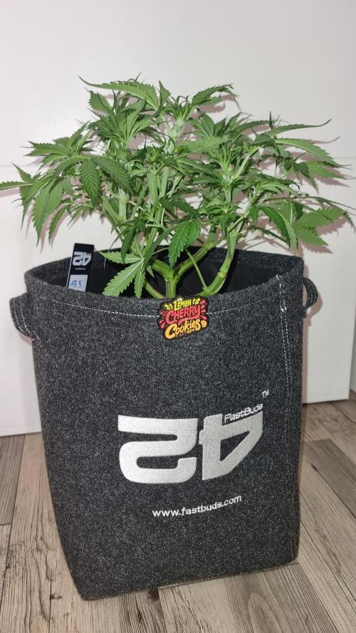 Lemon Cherry Cookies Automatic's. Week 6