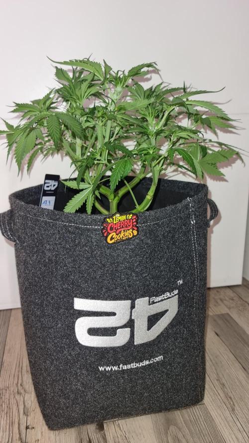 Lemon Cherry Cookies Automatic's. Week 6