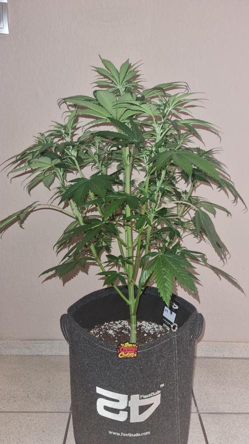 Lemon Cherry Cookies Automatic's. Week 6