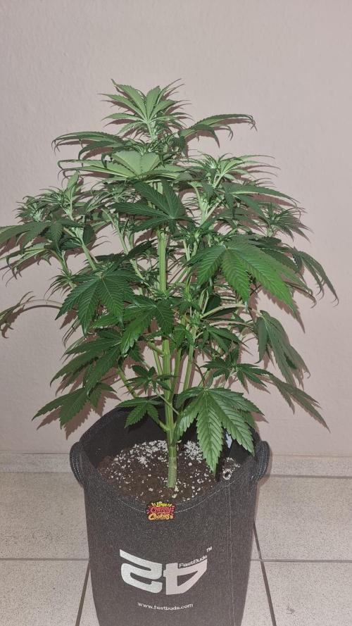 Lemon Cherry Cookies Automatic's. Week 6