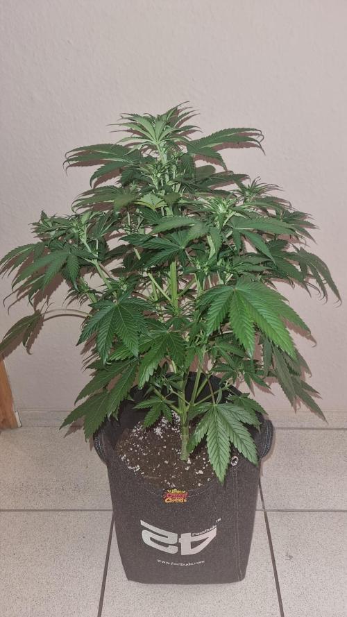 Lemon Cherry Cookies Automatic's. Week 6