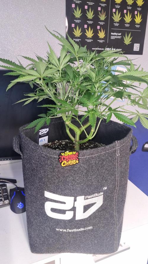 Lemon Cherry Cookies Automatic's. Week 6