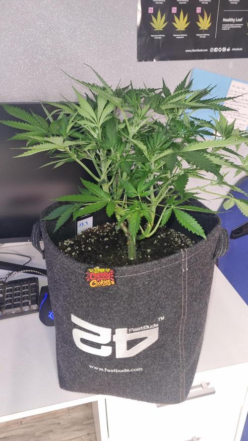 Lemon Cherry Cookies Automatic's. Week 6