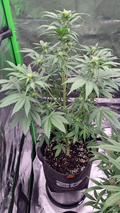 Lemon Cherry Cookies Automatic's. Week 7