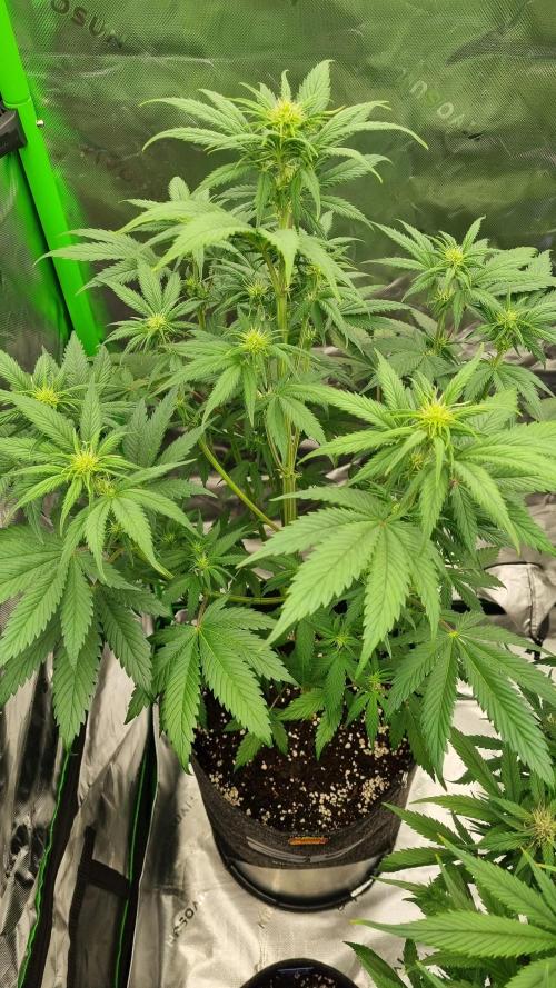 Lemon Cherry Cookies Automatic's. Week 7