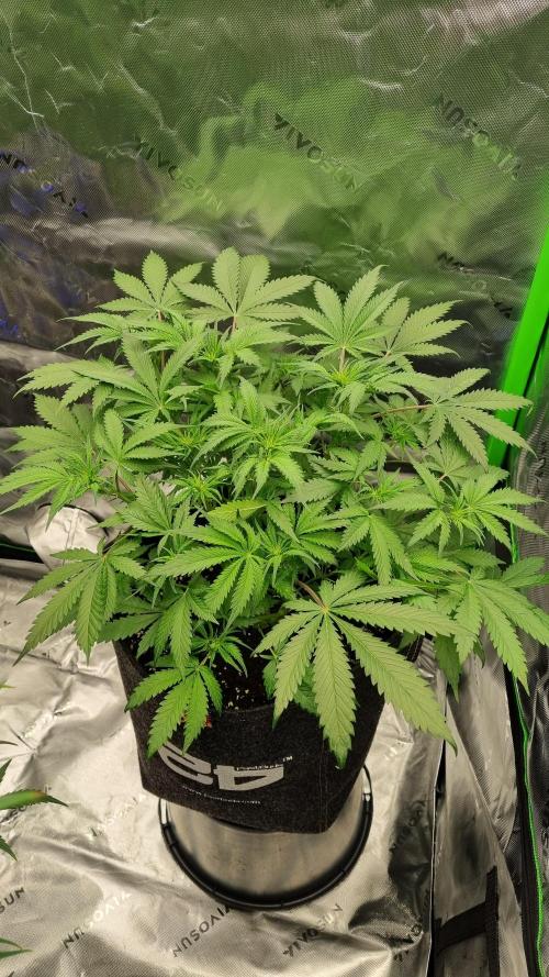 Lemon Cherry Cookies Automatic's. Week 7