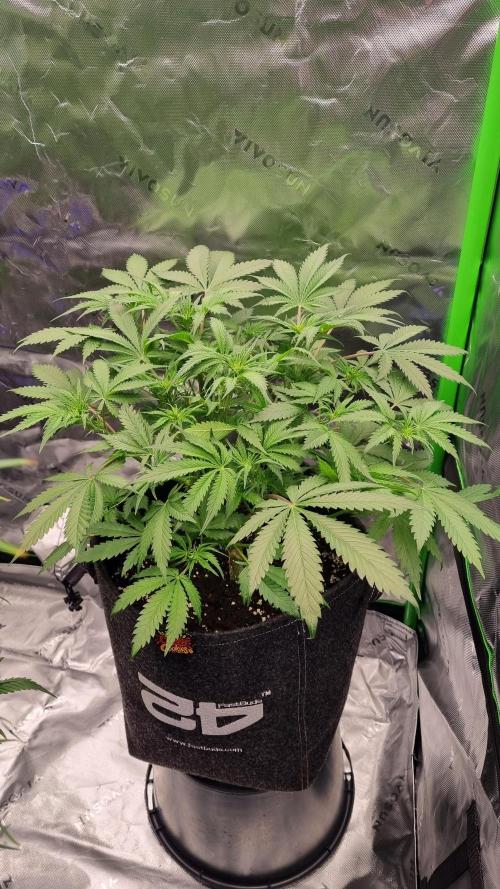 Lemon Cherry Cookies Automatic's. Week 7