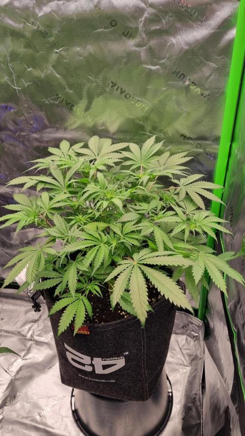 Lemon Cherry Cookies Automatic's. Week 7