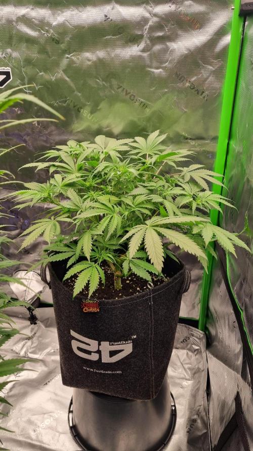 Lemon Cherry Cookies Automatic's. Week 7