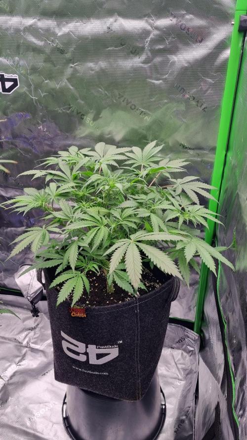 Lemon Cherry Cookies Automatic's. Week 7