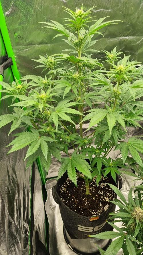 Lemon Cherry Cookies Automatic's. Week 7