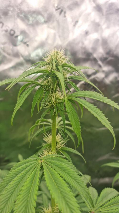 Lemon Cherry Cookies Automatic's. Week 8