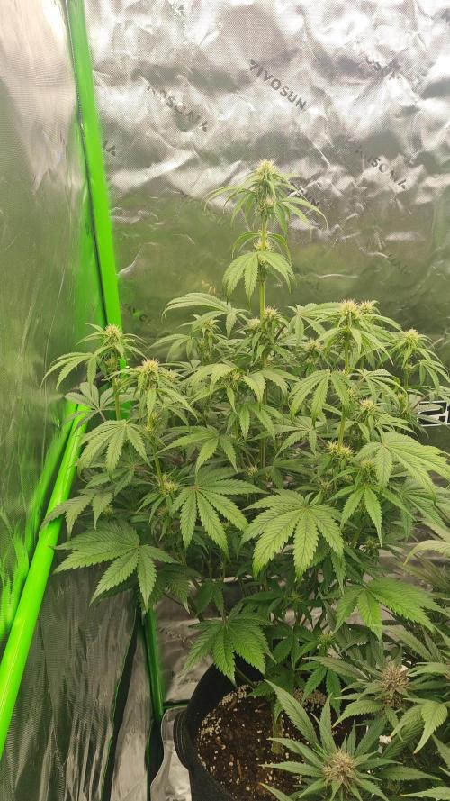 Lemon Cherry Cookies Automatic's. Week 8