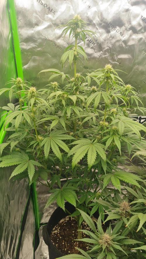 Lemon Cherry Cookies Automatic's. Week 8