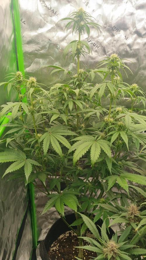 Lemon Cherry Cookies Automatic's. Week 8