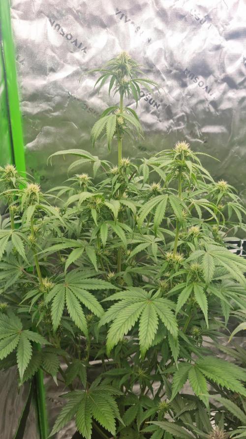 Lemon Cherry Cookies Automatic's. Week 8