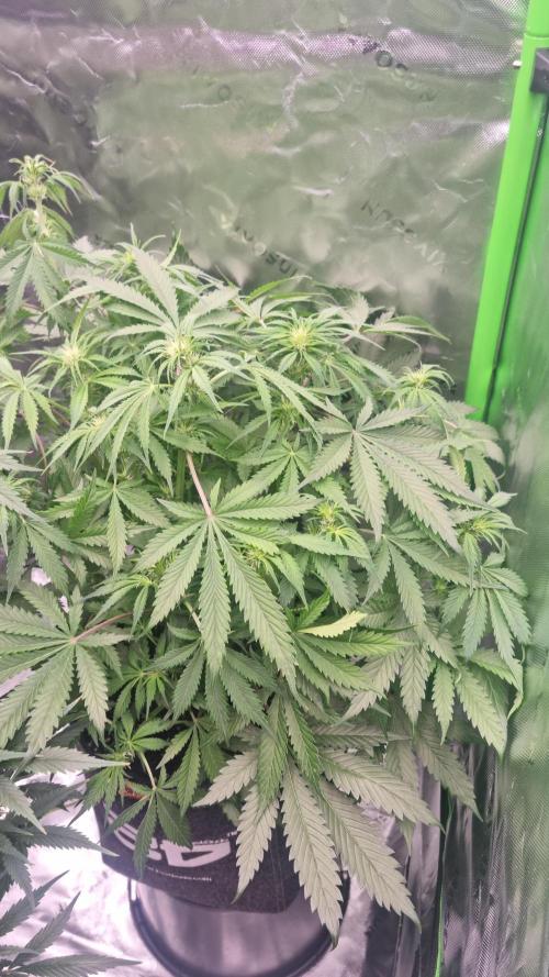 Lemon Cherry Cookies Automatic's. Week 8