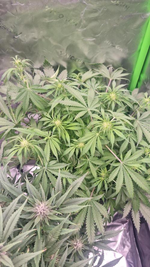 Lemon Cherry Cookies Automatic's. Week 8