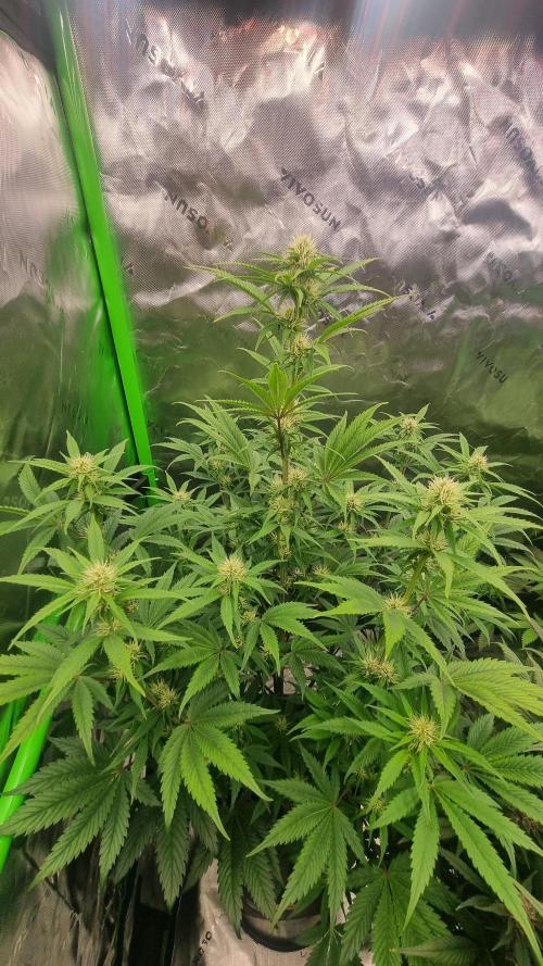 Lemon Cherry Cookies Automatic's. Week 8