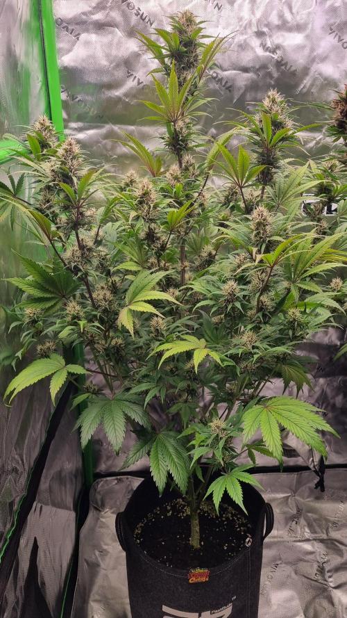 Lemon Cherry Cookies Automatic's. Week 9