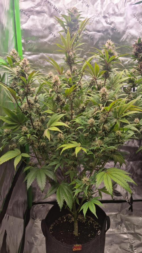 Lemon Cherry Cookies Automatic's. Week 9