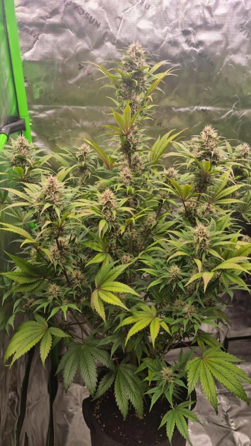 Lemon Cherry Cookies Automatic's. Week 9