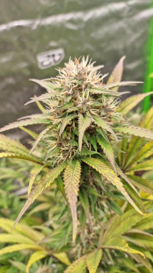 Lemon Cherry Cookies Automatic's. Week 10