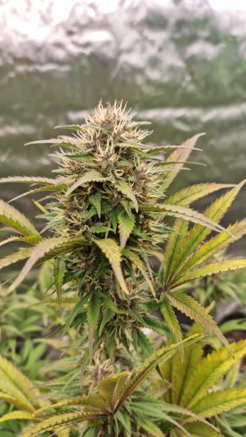 Lemon Cherry Cookies Automatic's. Week 10