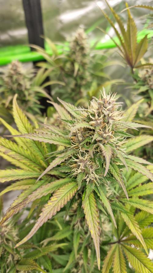 Lemon Cherry Cookies Automatic's. Week 10