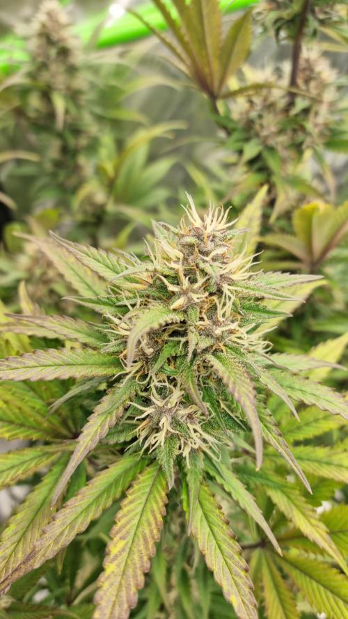 Lemon Cherry Cookies Automatic's. Week 10