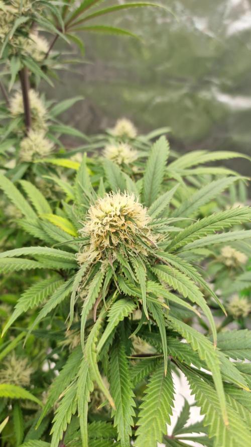 Lemon Cherry Cookies Automatic's. Week 10