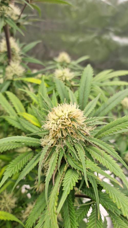 Lemon Cherry Cookies Automatic's. Week 10