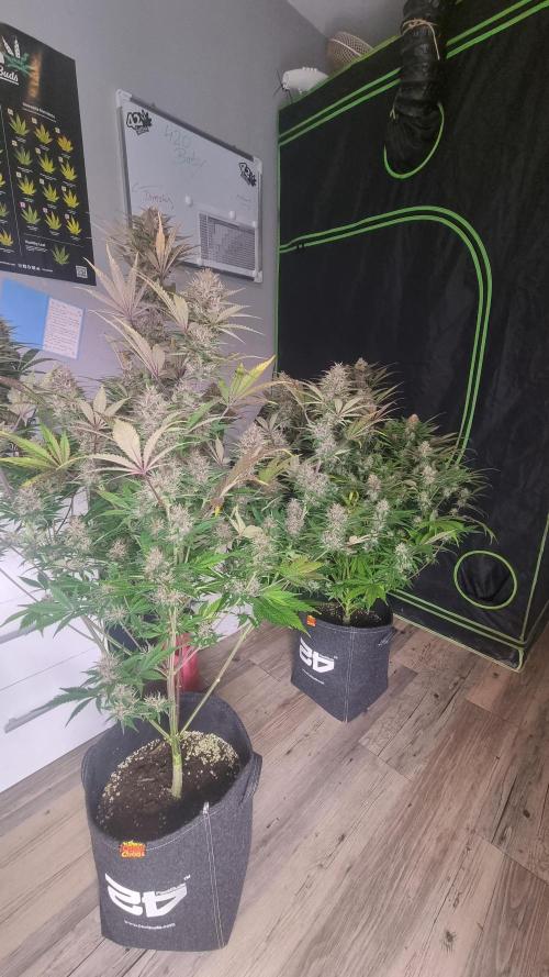 Lemon Cherry Cookies Automatic's. Week 11