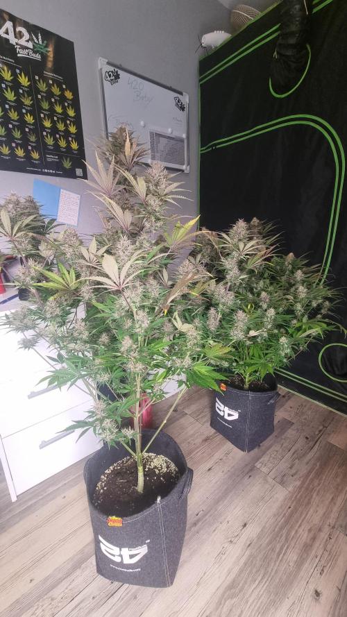 Lemon Cherry Cookies Automatic's. Week 11