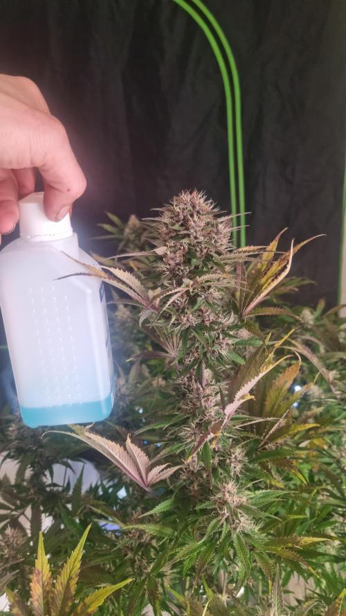 Lemon Cherry Cookies Automatic's. Week 11