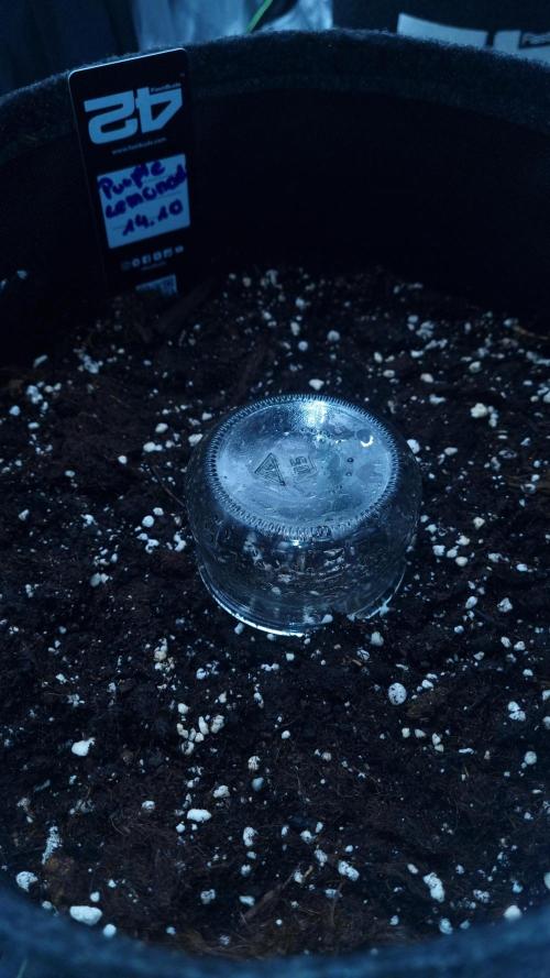 Purple Lemonade Automatic FastBuds. Week 1