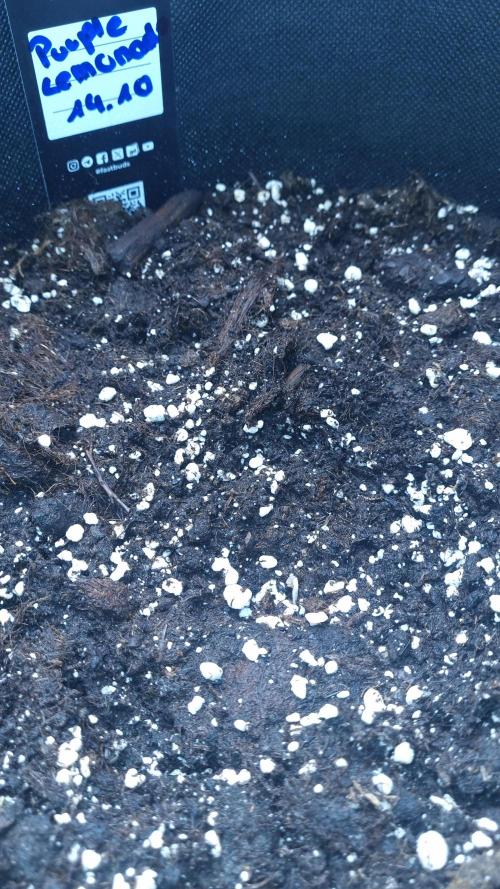 Purple Lemonade Automatic FastBuds. Week 1