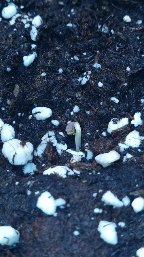 Purple Lemonade Automatic FastBuds. Week 1