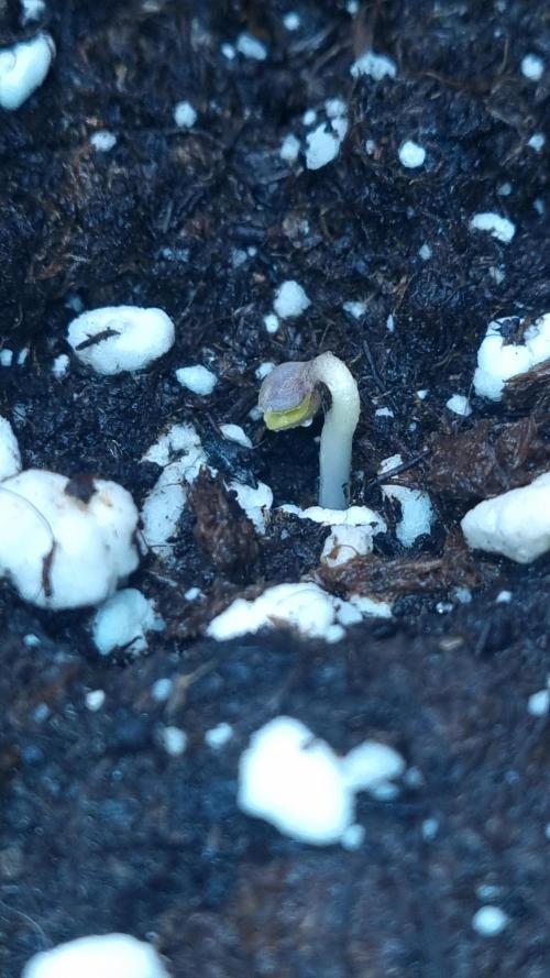 Purple Lemonade Automatic FastBuds. Week 1