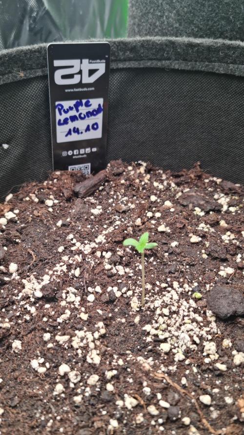 Purple Lemonade Automatic FastBuds. Week 1