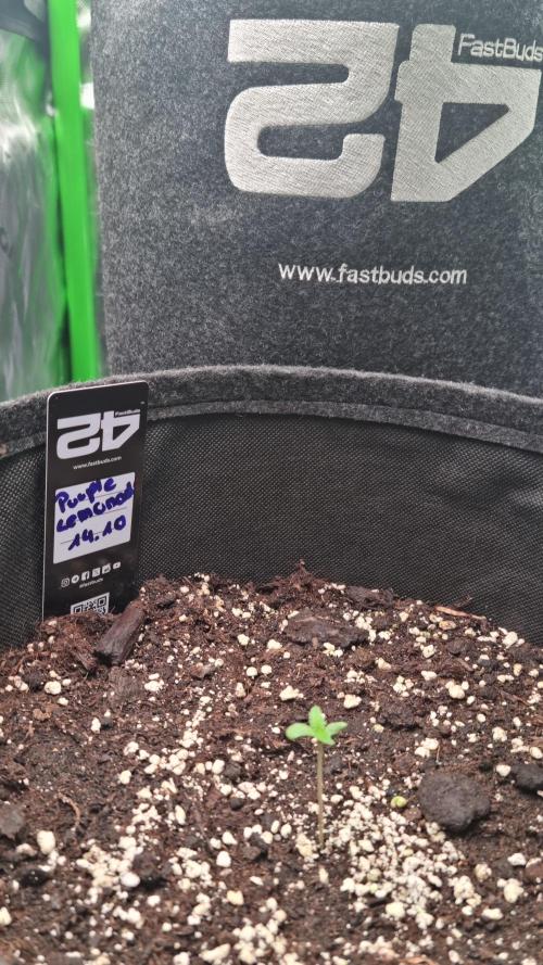 Purple Lemonade Automatic FastBuds. Week 1