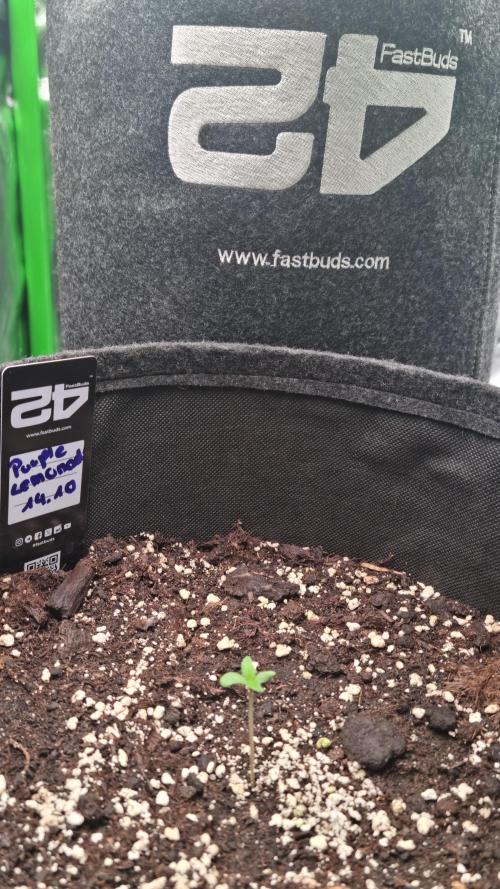 Purple Lemonade Automatic FastBuds. Week 1