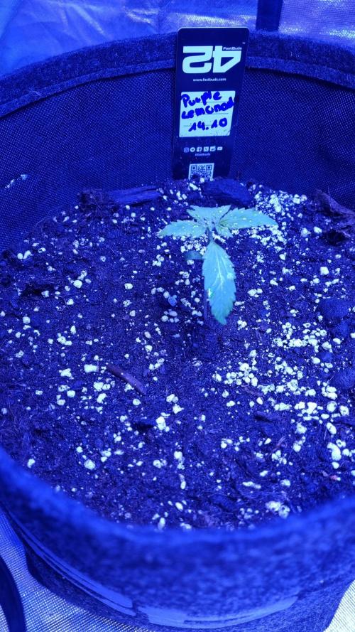 Purple Lemonade Automatic FastBuds. Week 2