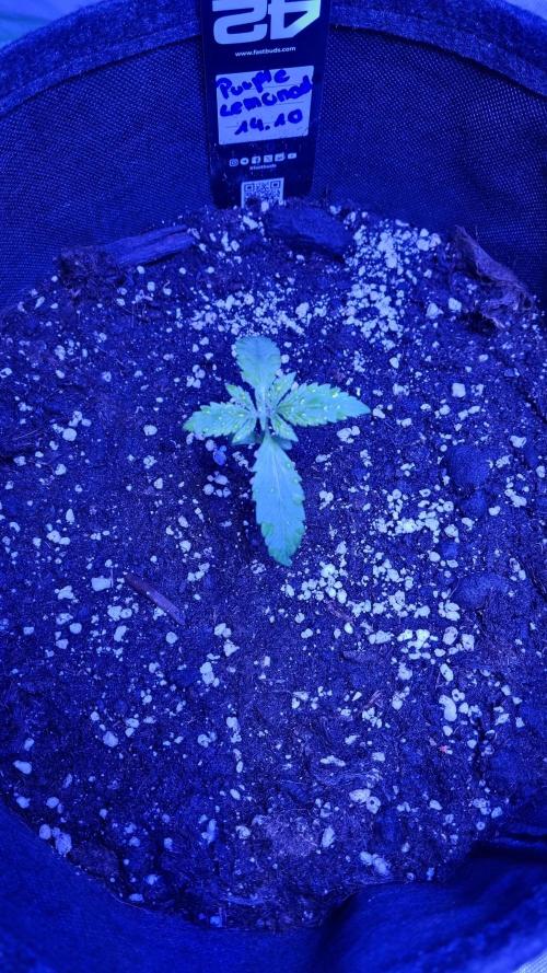 Purple Lemonade Automatic FastBuds. Week 2