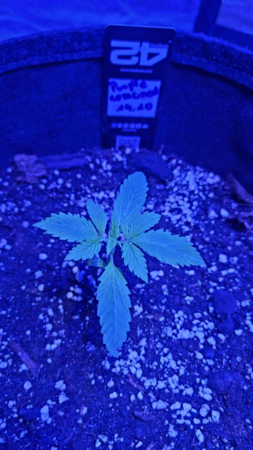 Purple Lemonade Automatic FastBuds. Week 2