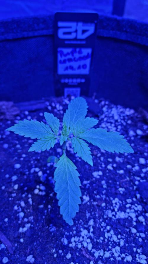 Purple Lemonade Automatic FastBuds. Week 2