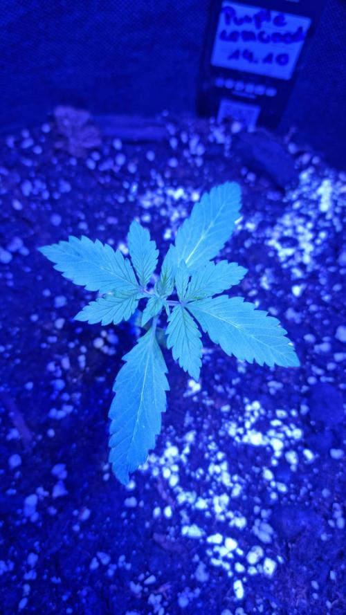 Purple Lemonade Automatic FastBuds. Week 2