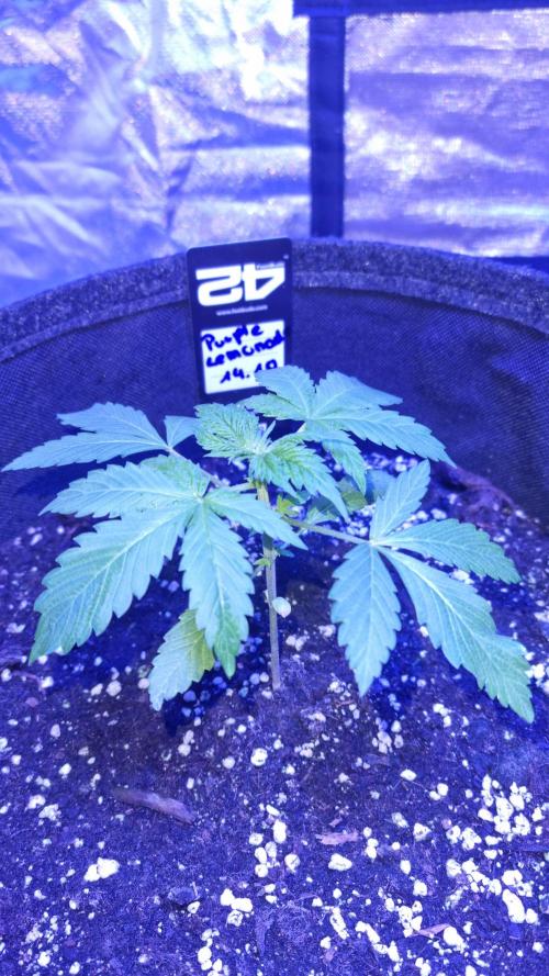 Purple Lemonade Automatic FastBuds. Week 3